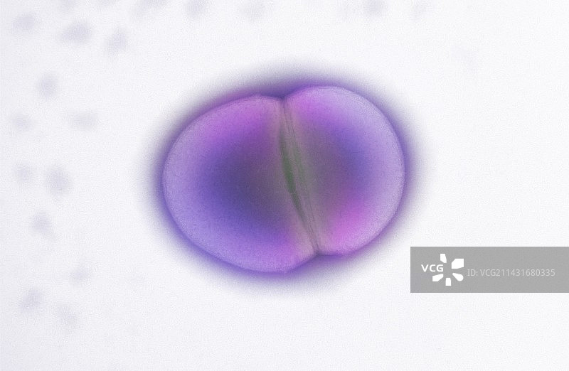 粪肠球菌分裂，透射电镜图片素材