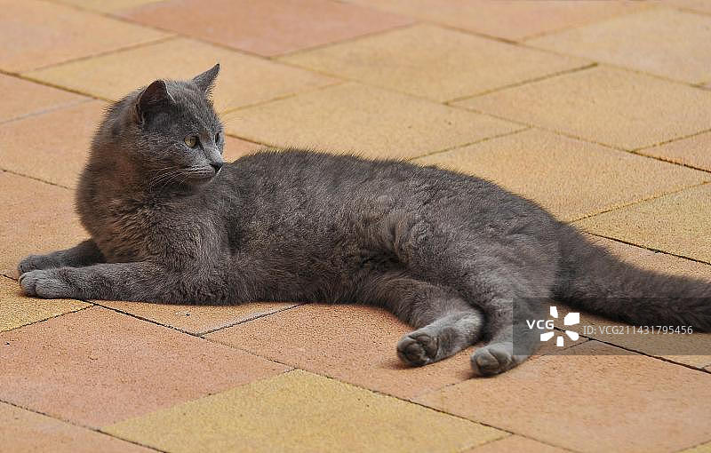 灰色家猫，Carthusian猫，英国短毛猫，BKH，花园里的英国短毛猫图片素材