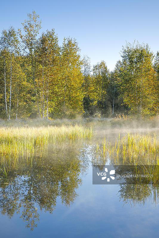 第一缕阳光沐浴在白桦林和草地上，云雾在水面上漂移，反映出欧洲瑞士纳沙泰尔州Les Ponts-de-Martel附近高地沼泽的植被图片素材