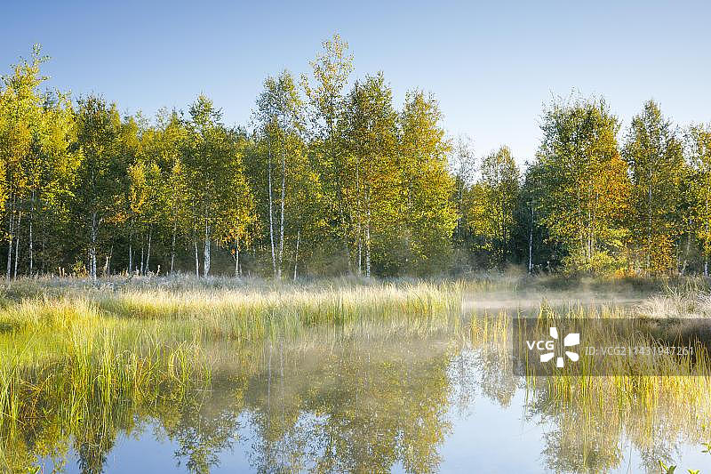 第一缕阳光沐浴在白桦林和草地上，云雾在水面上漂移，反映出欧洲瑞士纳沙泰尔州Les Ponts-de-Martel附近高地沼泽的植被图片素材