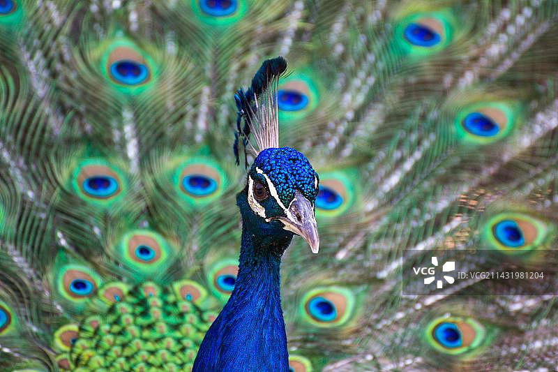 蓝孔雀或印度孔雀(Pavo cristatus)，雄性图片素材