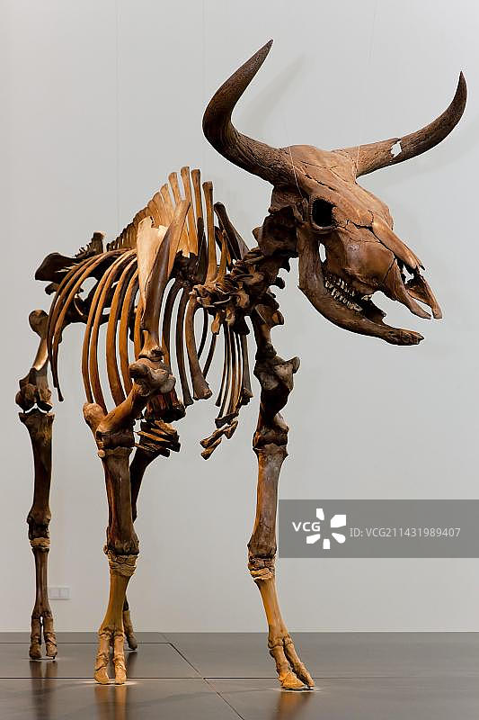 欧洲野牛骨架图片素材