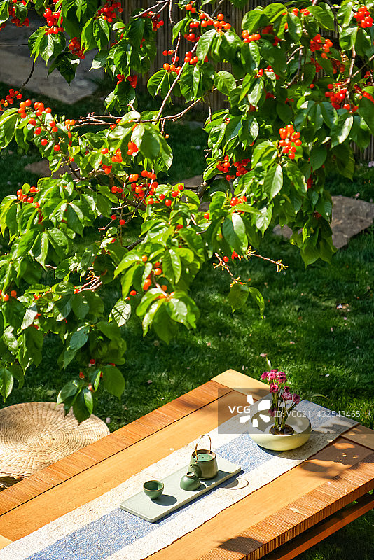 花园里的樱桃树与茶具桌子图片素材