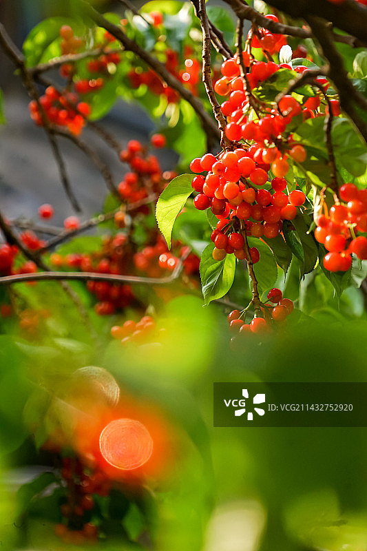 树上生长的红樱桃浆果特写镜头图片素材