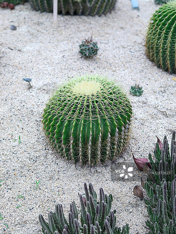 沙漠中的植物仙人掌图片素材