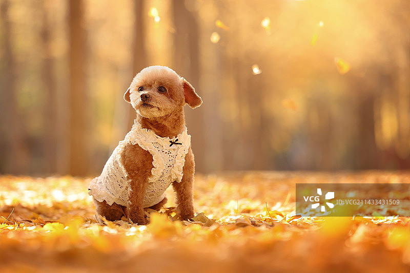 秋景中的贵宾犬图片素材