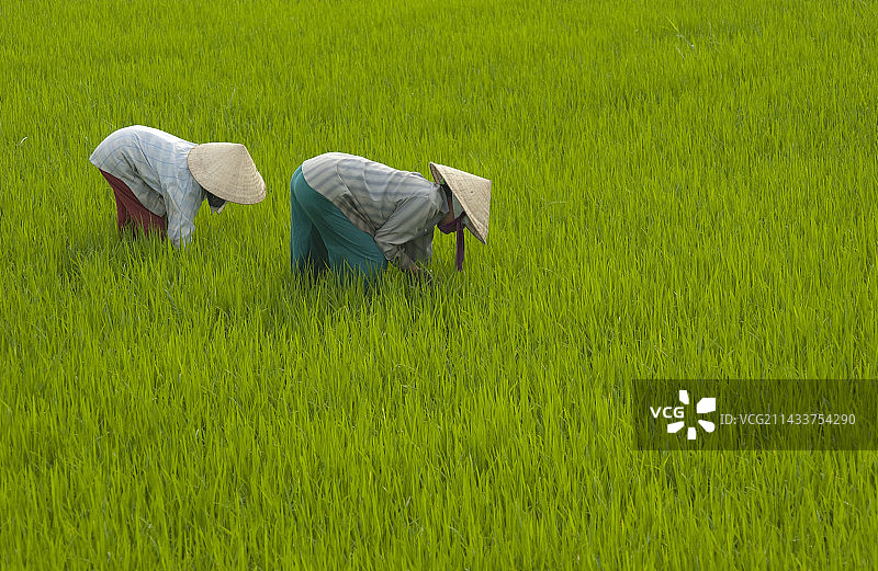 越南的水稻种植图片素材