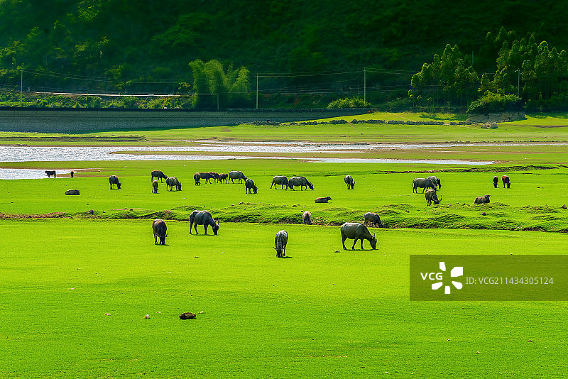 广西靖西市渠洋湖风光迤逦、天然牧场、牛羊成群图片素材