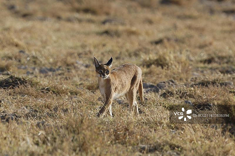 野猫(Caracal Caracal)在草地上奔跑，大草原，恩戈罗恩戈罗火山口，联合国教科文组织保护区，坦桑尼亚，东非，非洲图片素材