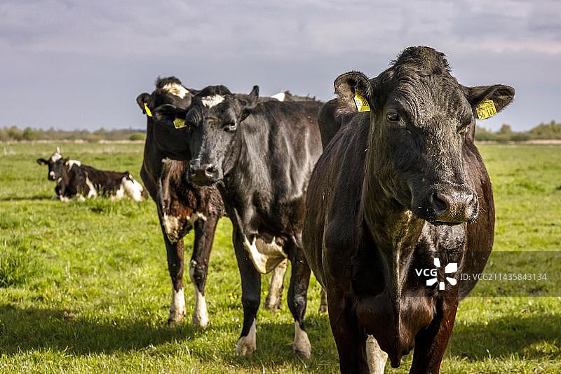 一群奶牛在草地上，石勒苏益格-荷尔斯泰因，德国，欧洲图片素材