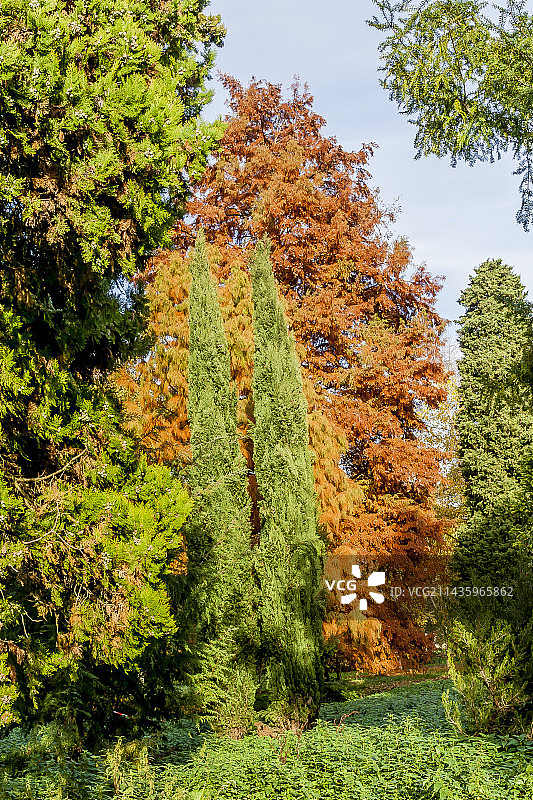 永活柏树，柏树植物园，巴黎，法国图片素材