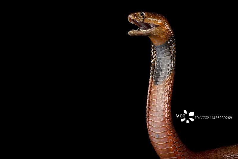 红吐舌眼镜蛇图片素材