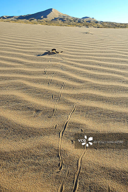 有角的响尾蛇在沙丘上-加州莫哈韦图片素材