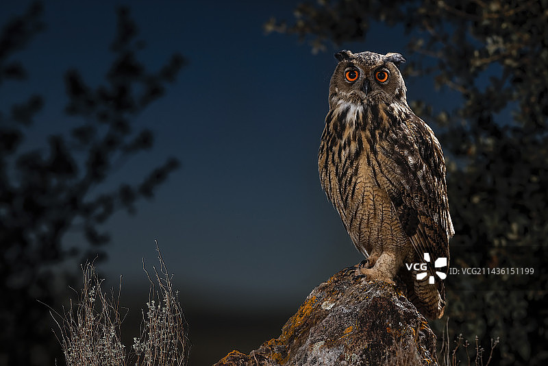 欧亚鹰鸮(Bubo Bubo)在岩石夜间，萨拉曼卡，卡斯蒂利亚和莱昂，西班牙图片素材
