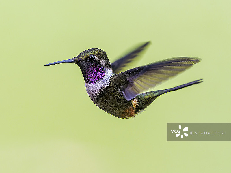 紫喉木星(紫喉木星)，雌性在飞行中，产自哥伦比亚图片素材