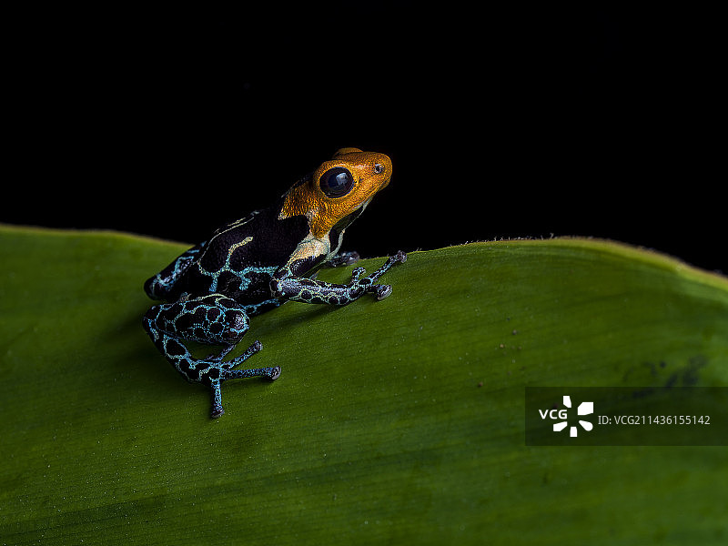 毒蛙(Ranitomeya fantastica)，铜头?变形、秘鲁图片素材