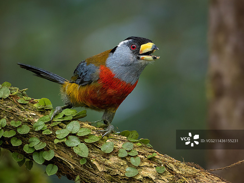 巨嘴嘴鸟(学名:Semnornis ramphastinus)，厄瓜多尔图片素材