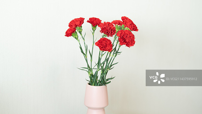 红色康乃馨花朵花簇图片素材