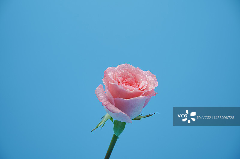 蓝色背景上粉红色玫瑰的特写镜头图片素材