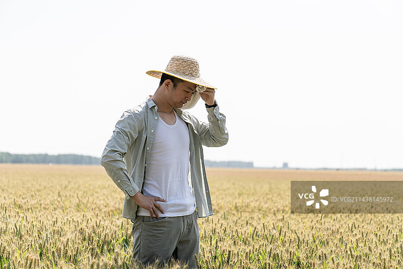亚裔青年男子在麦田高科技农业图片素材