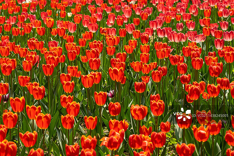 春天漫画幅红色的郁金香花图片素材