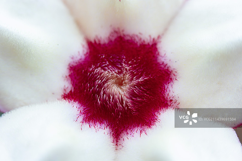 盛开的红纸扇花花蕊微距特写图片素材