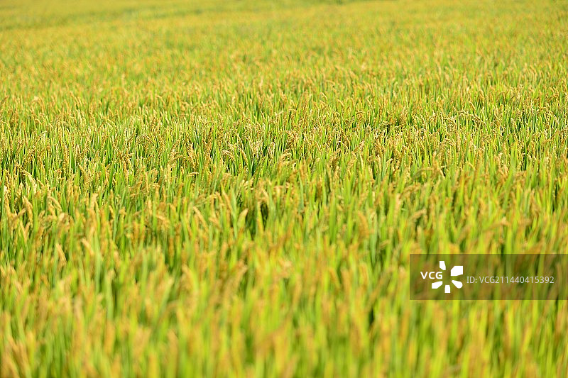 稻田里的水稻图片素材