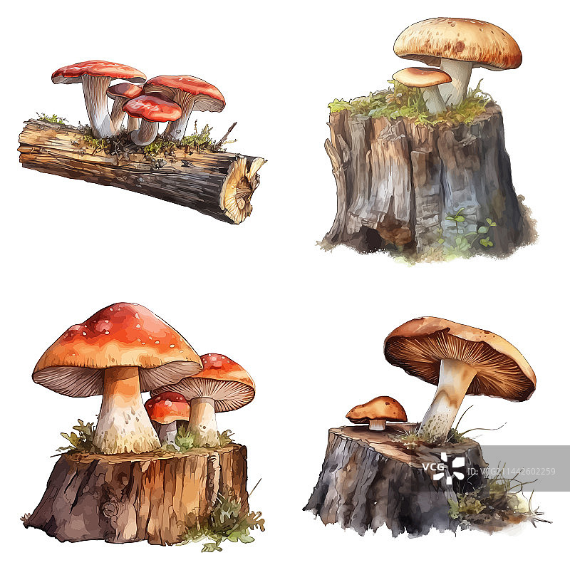 原木上的高细节水彩画蘑菇图片素材