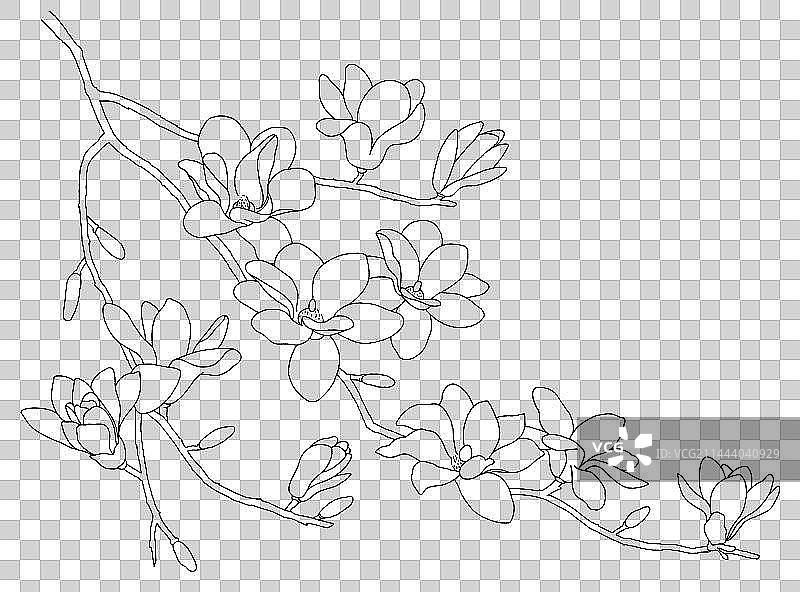 植物玉兰花线条手绘插画图片素材