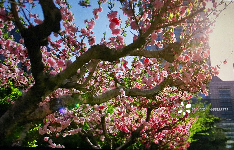 日光下的樱花树图片素材