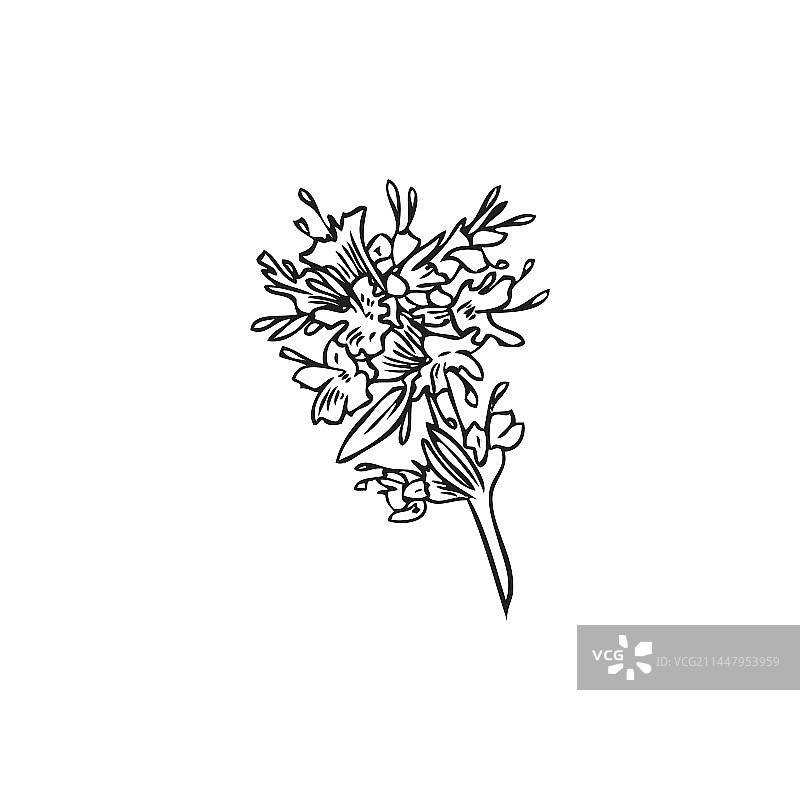 百里香植物轮廓黑白手绘图片素材