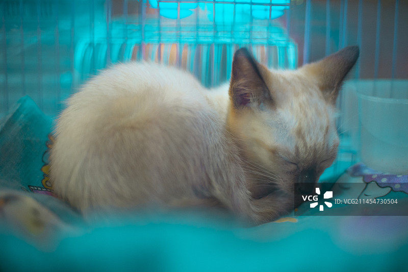 中国动物拍摄主题，街道货摊上笼子里一群可爱的小猫咪，户外夜晚无人图像摄影图片素材