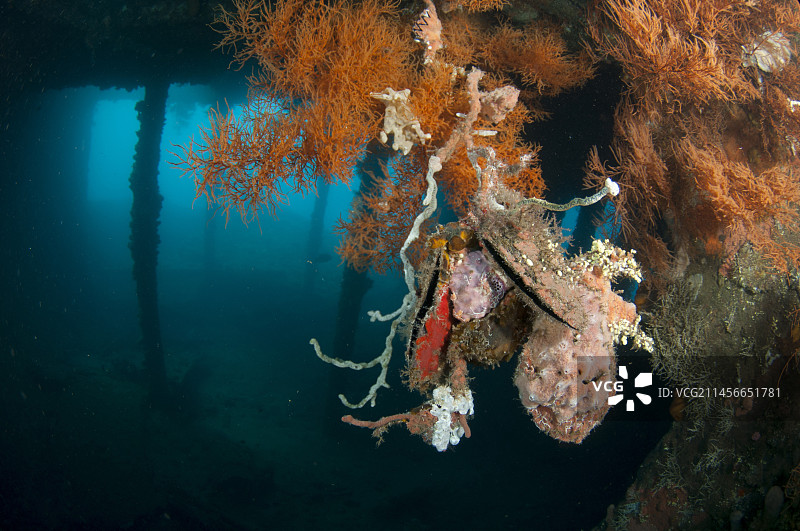 珊瑚和企鹅的翅膀牡蛎(企鹅)与支柱hold在一起，自由沉船潜水点，图兰本，卡兰加森，巴厘岛，印度尼西亚图片素材