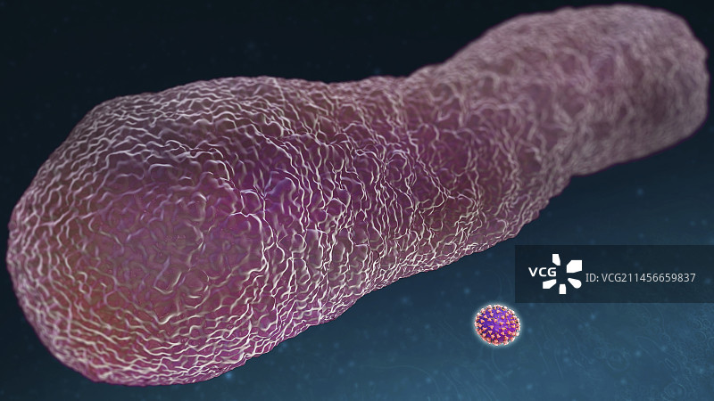 大肠杆菌和SARS-CoV-2病毒，插图图片素材