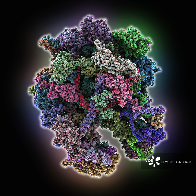 人类线粒体核糖体复合体，分子模型图片素材