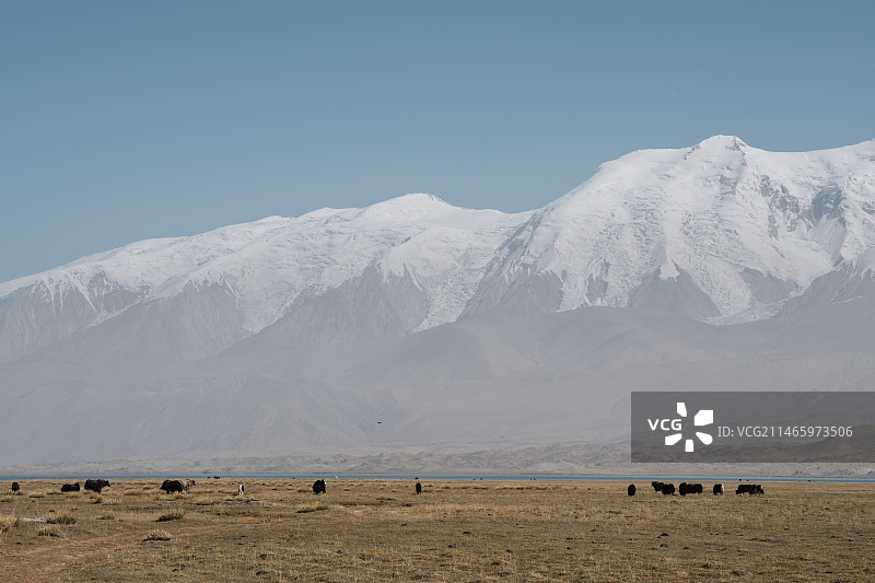 慕士塔格雪山下秋季牧场-新疆克孜勒苏州阿克陶县布伦口乡图片素材