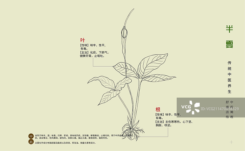 手绘中草药半夏特写植物插画横版版式设计海报图片素材