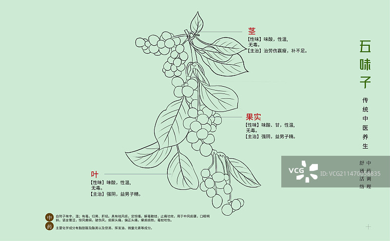 手绘中草药五味子特写植物插画横版版式设计海报图片素材