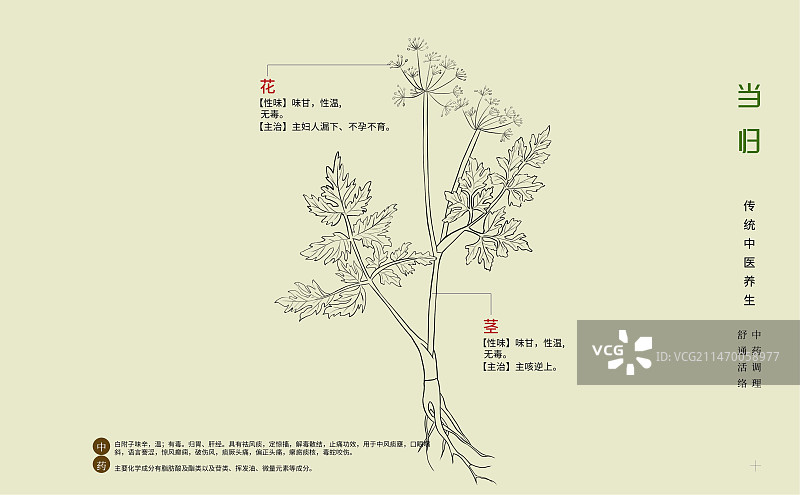 手绘中草药当归特写植物插画横版版式设计海报图片素材