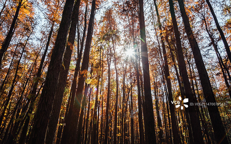 秋天的共青森林公园图片素材