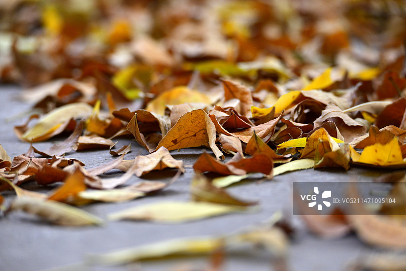 秋天人行道上落叶的特写镜头图片素材