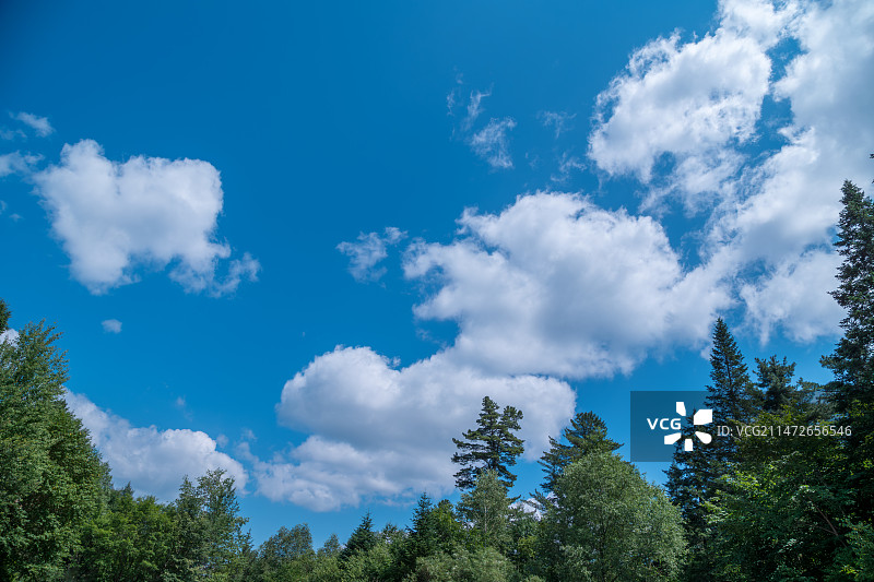 天空树林白云环境图片素材