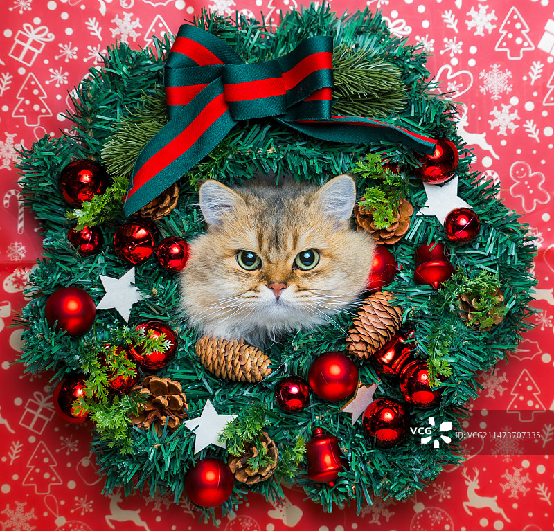 圣诞装饰中的猫图片素材