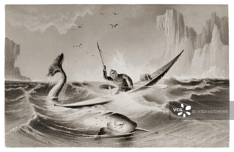 因纽特人在皮划艇上捕猎独角鲸。图片素材