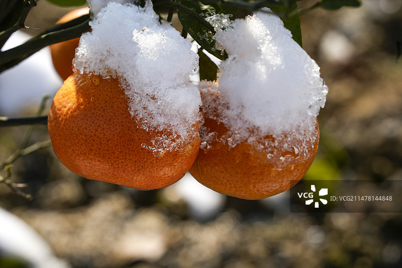 雪中橘图片素材