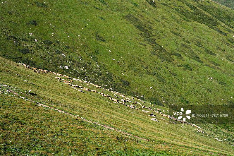 高山草甸 羊群图片素材
