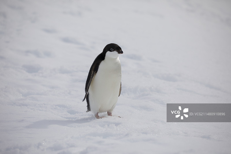 雪地上企鹅的特写镜头图片素材