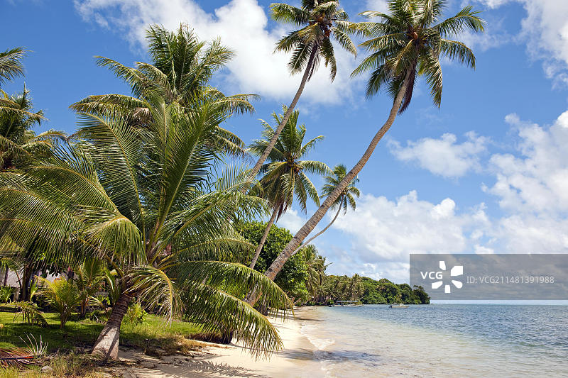 南太平洋热带岛屿上的棕榈滩，有倾斜的高大棕榈树图片素材