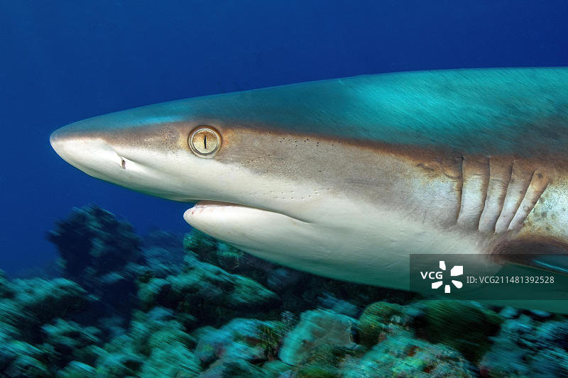 灰礁鲨(Carcharhinus amblyrhynchos)的头部和腮侧面特写，鲨鱼在珊瑚礁上游过石珊瑚(sccleractinia)，太平洋，雅浦岛，雅浦州，加罗林群岛，FSM，密克罗尼西亚联邦，澳大利亚，大洋洲图片素材