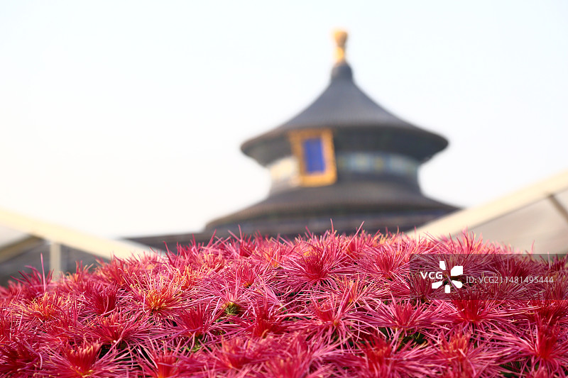 北京天坛公园祈年殿景区秋季菊花展图片素材